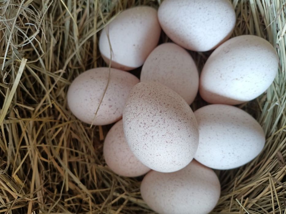 Яйца Индюка Продается