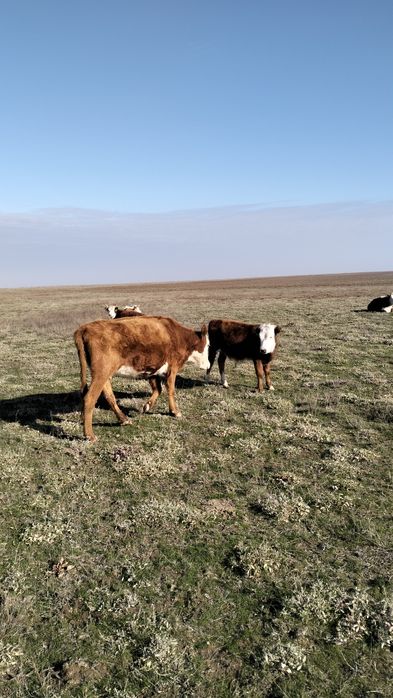 Откормға қысыр құнажындар сатылады