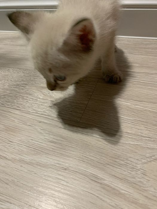 Котенок бесплатно