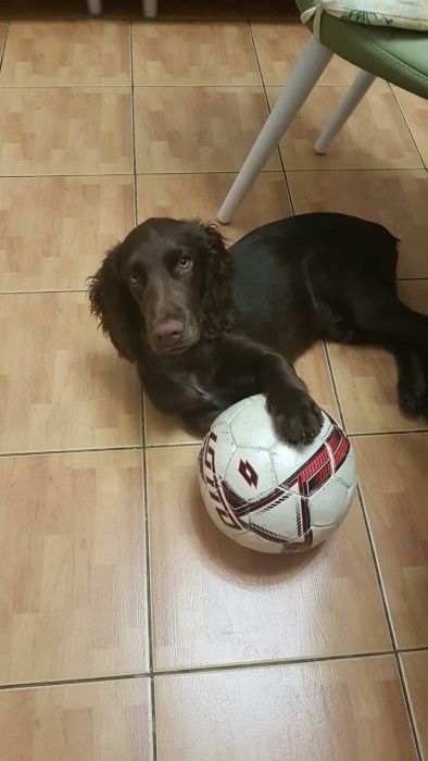 Шоколадные Спаниельки)))