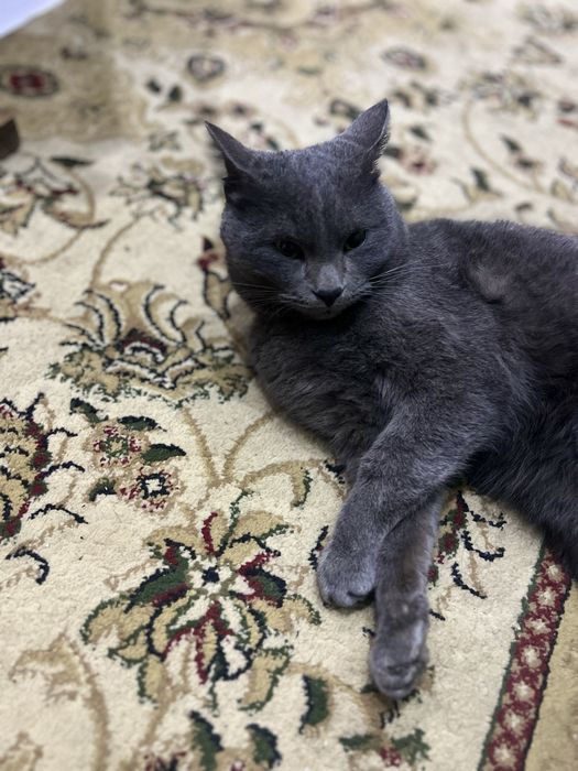 Mushuk yaxshi qollarga xadiyaga beriladi