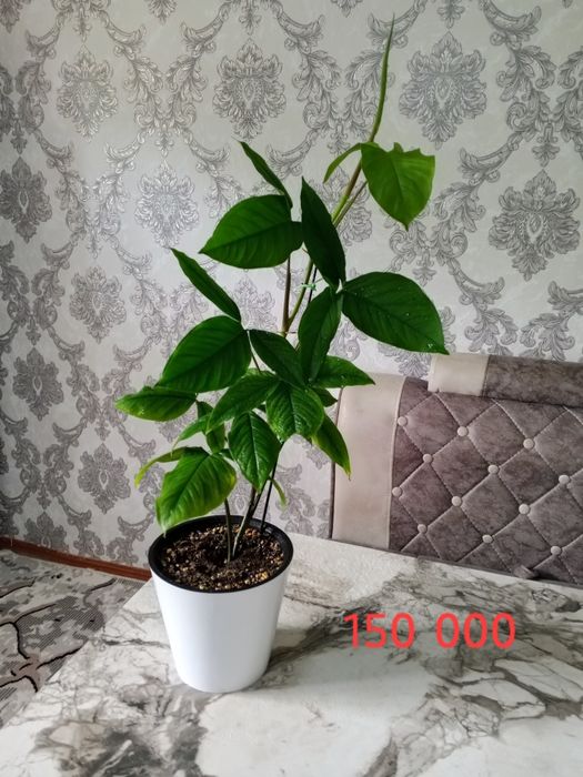 Продаются цветы комнатные.