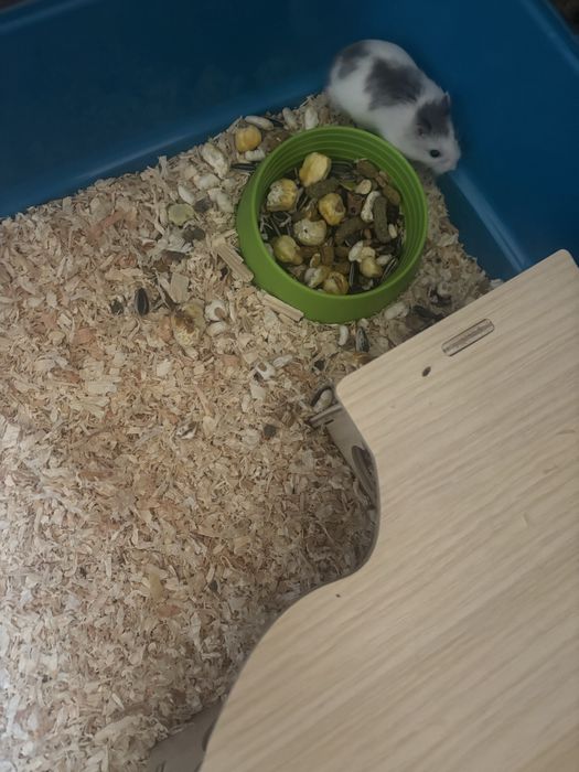 Hamster pitic pui 1 luna