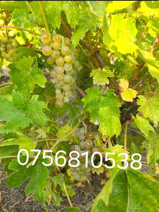 Aducem spre vânzare struguri de vin
