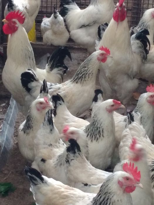 Инкубационные яйца Адлер серебристый