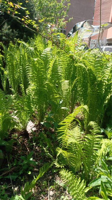 Папоротник садовый