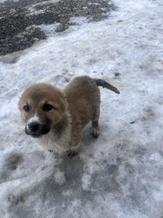 алабай ұрғашы күшік 2,5 айлық