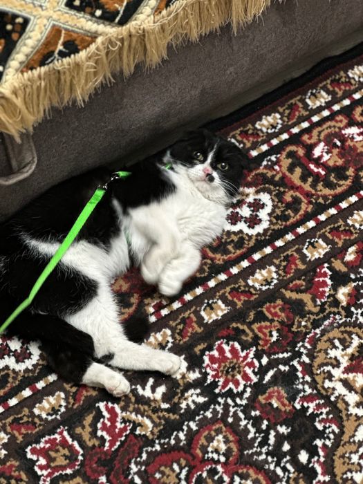 Котики вислоухие