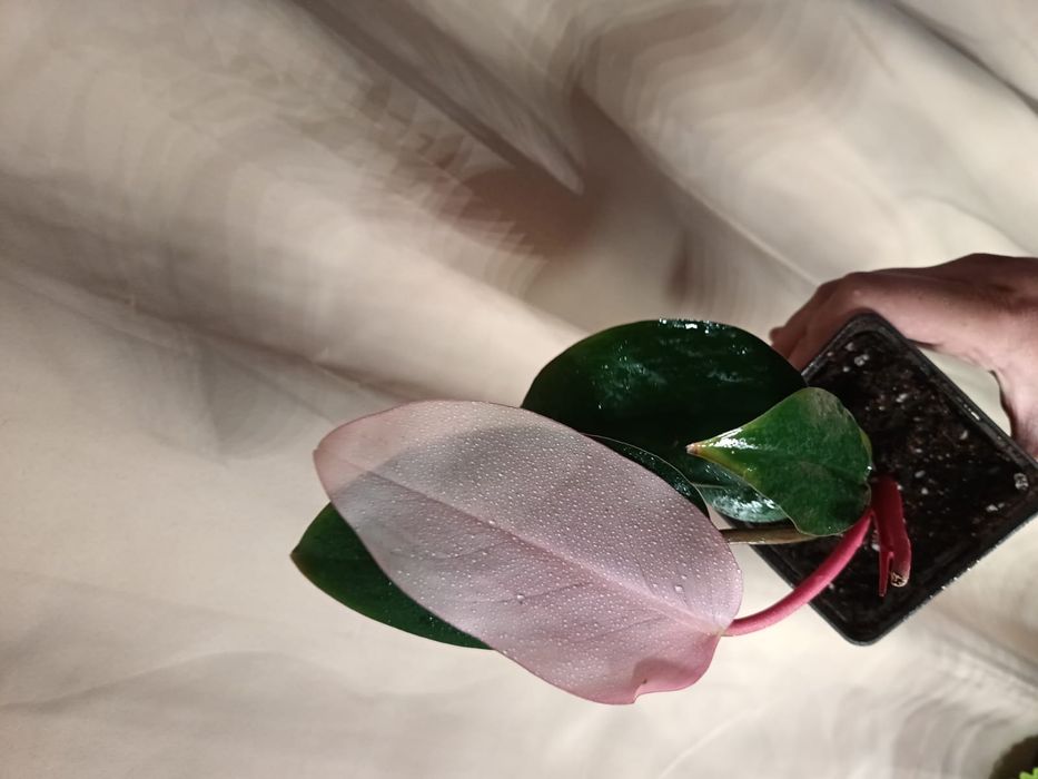 Продаю шикарный выбор цветов