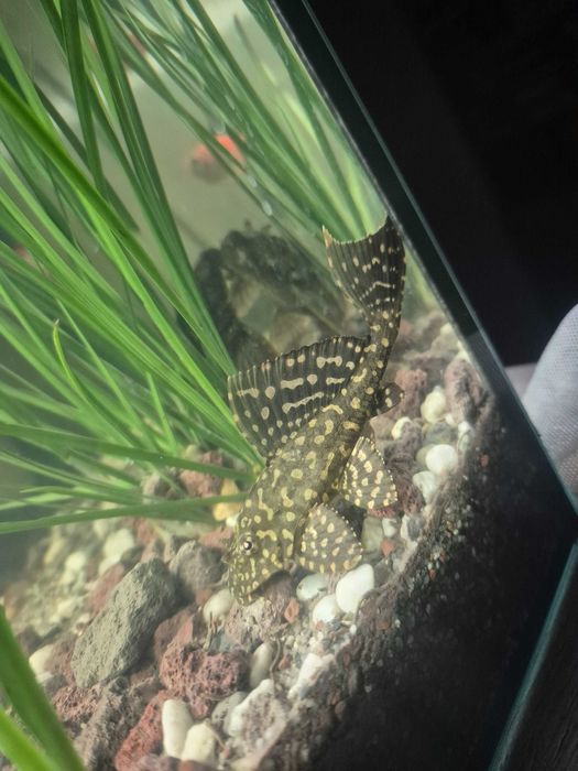 Vând Gibbiceps Pleco   12-14 cm