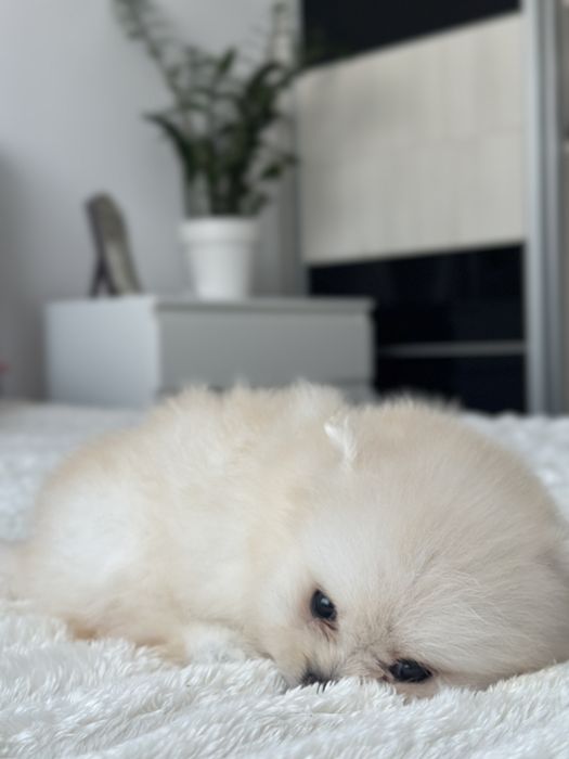 Pomeranian fetita