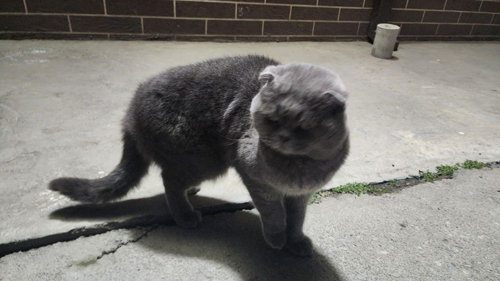 Шотландская вислоухая (Scottish Fold)