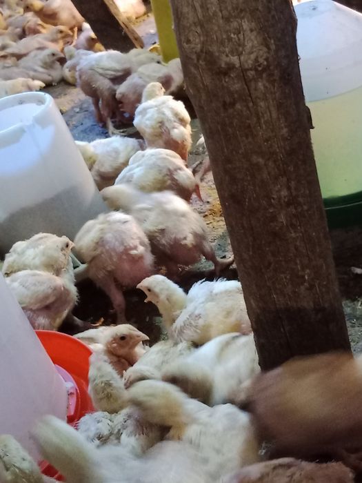 Продажа бройлеры