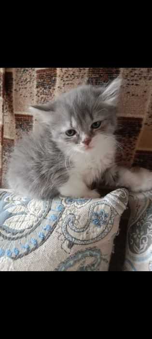 Отдам в добрые руки