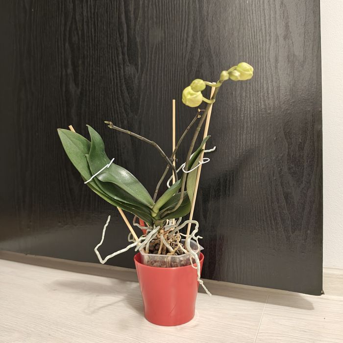 Orhidee phalaenopsis galben