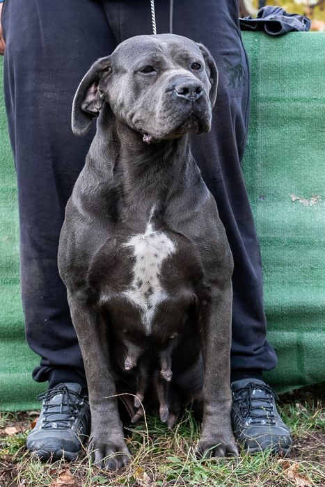 Femela Cane Corso