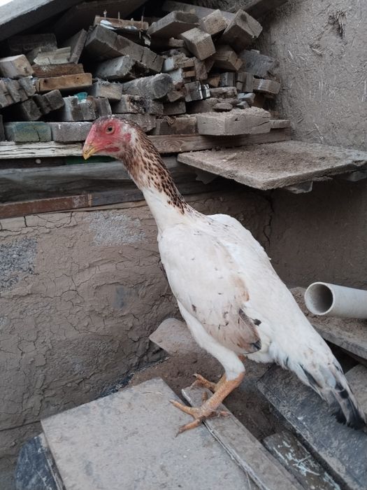 2 ta hamtana yirik uzun yahshi toza zot joja tovula