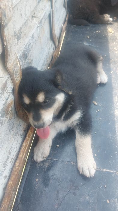 Щенята породистые