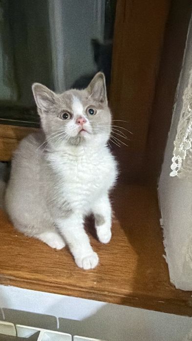 Fetita british shorthair cu pedigree, bicolor, lila cu alb
