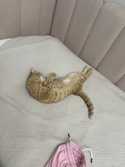 Отдаем кошку бесплатно