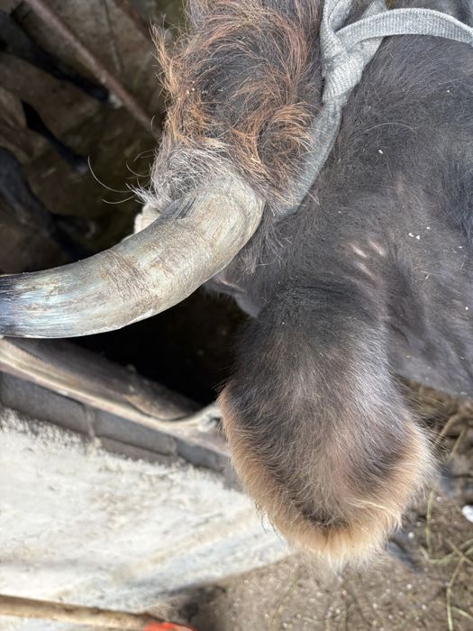 Бұзаулы сыйыр сатылады