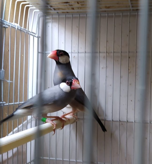 Продам Рисовых Амадин