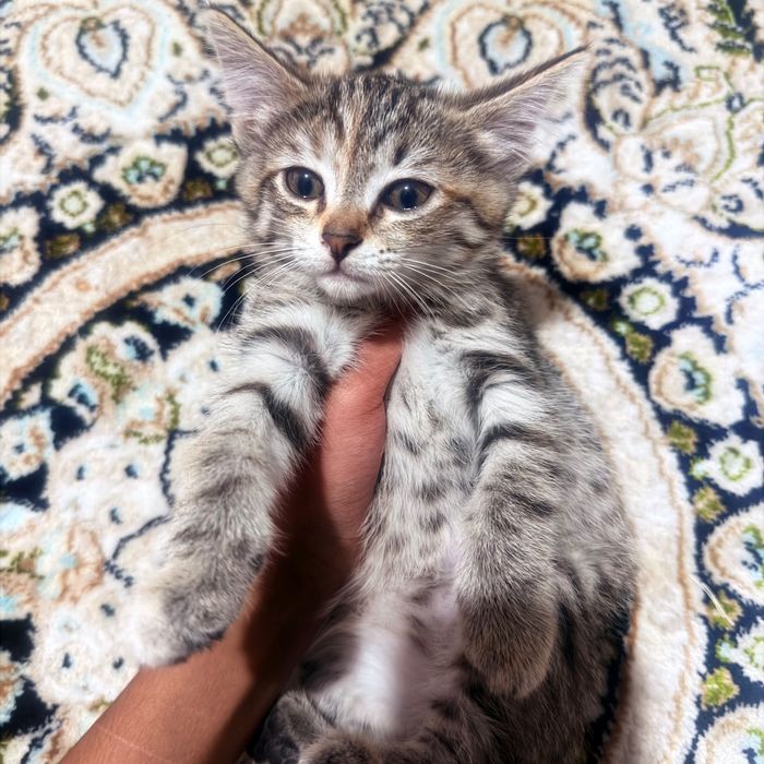 Котенок в хорошие руки