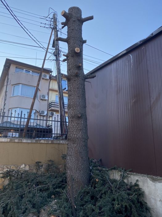 Трупа от Ливански Кедър