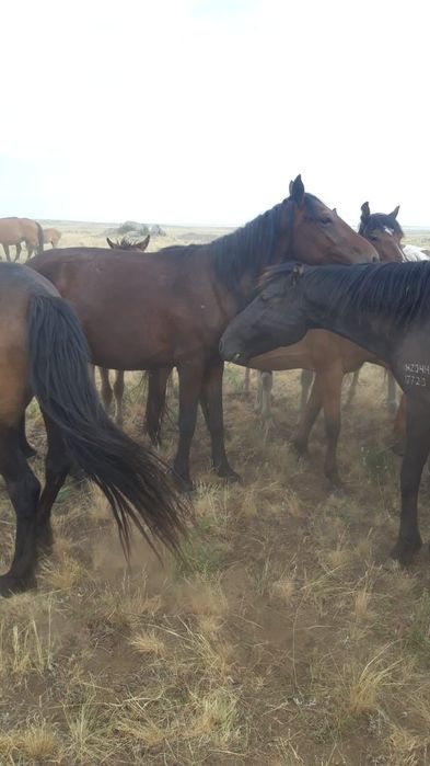 Продам лошадь Байтал