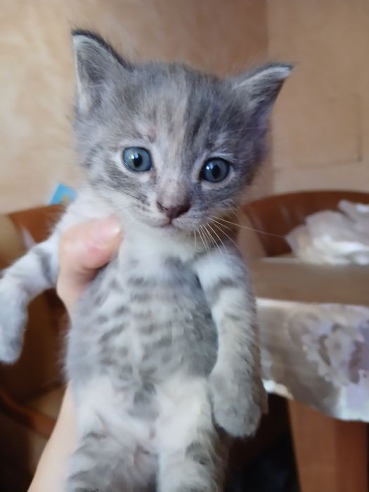 Отдам котят бесплатно