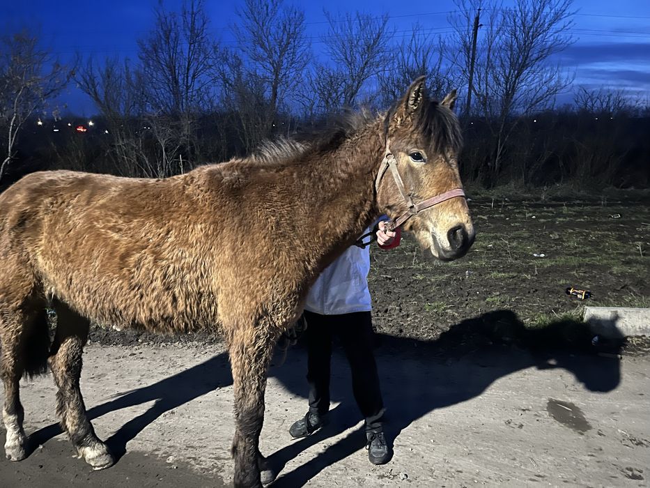 лошадь 1.5год обученный