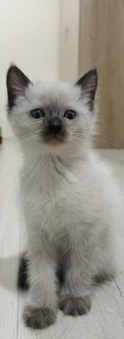 Отдаем домашнего котенка, мальчика и девочку.