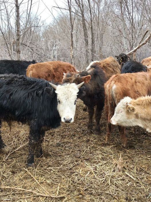 Продам Бычков разных породы