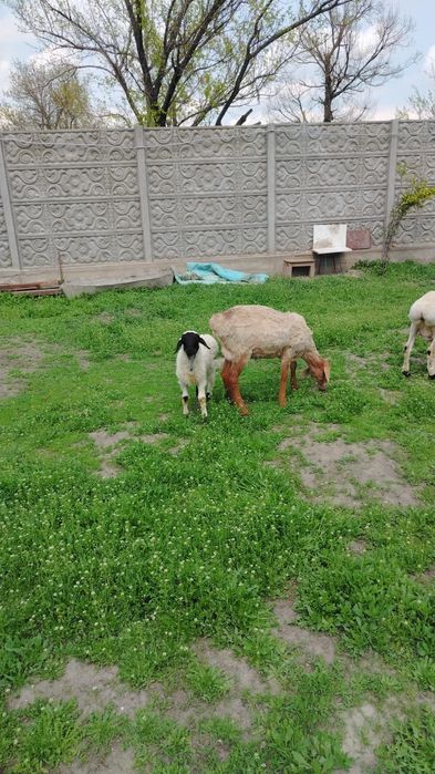 Продам Баранов, козы кой