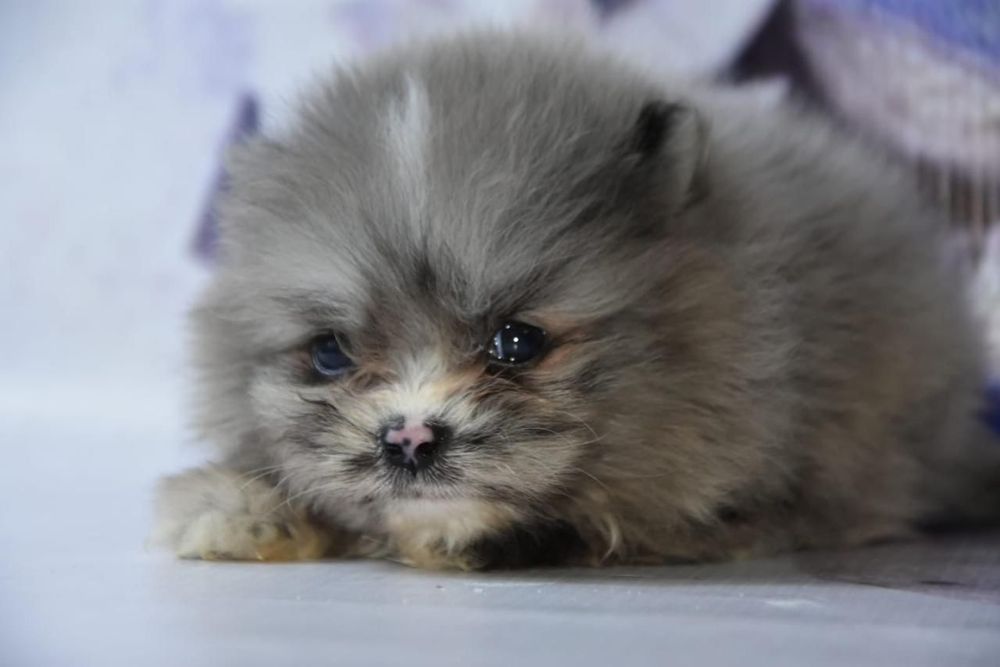 Шпиц мальчик голубой мерле