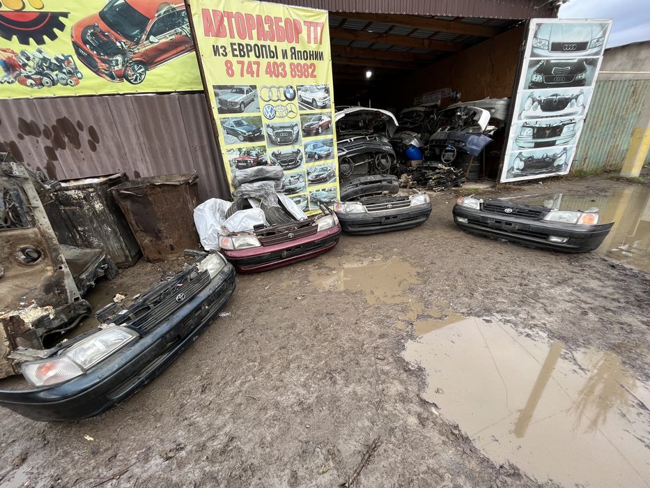 Карина Е привозной ноускат