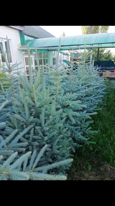 Голубая Ель сенсалари сотилади Селбериский нави Мовий оқ арча 3 йиллик