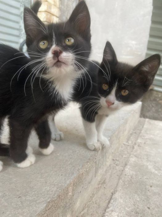 2 Котёнка даром в хорошие руки