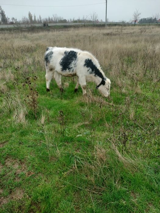 Vand junica 11 luni albastu belgian