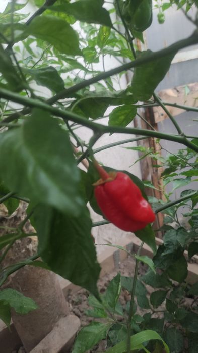 Продам перец Каролина Рипер