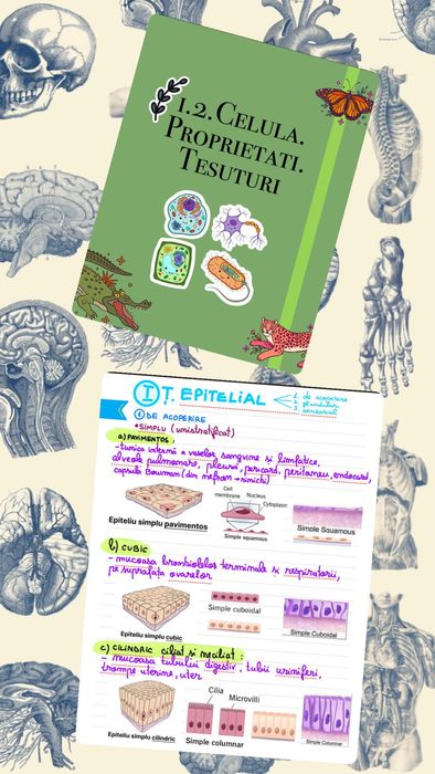 Meditatii biologie Admitere si Bac