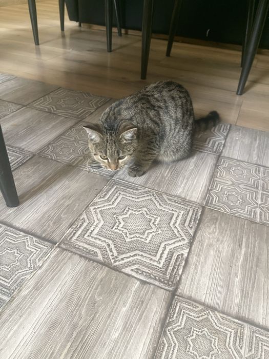 Отдам кошек-котят