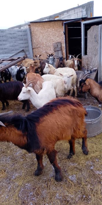 Disponible din 30 de bucati se vinde 10 pe ales