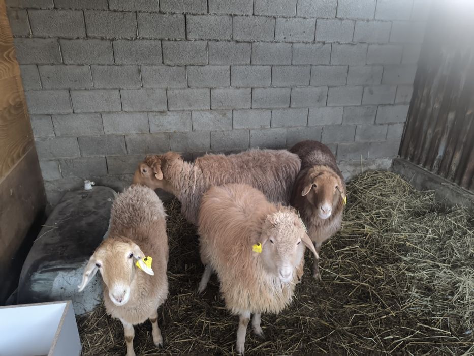 Срочно срочно Саулық үлкен қой қошқармен