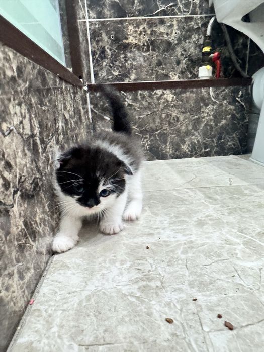Котята шотландские вислоухие