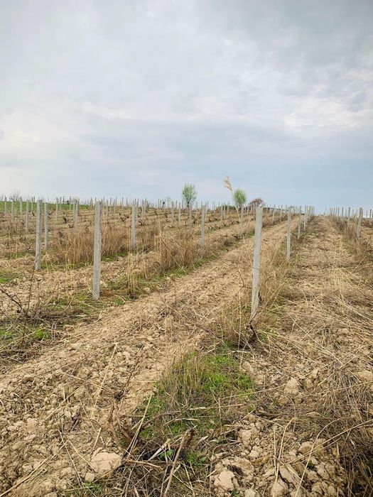 Бетонды қадалар, Шпаллер, Қада