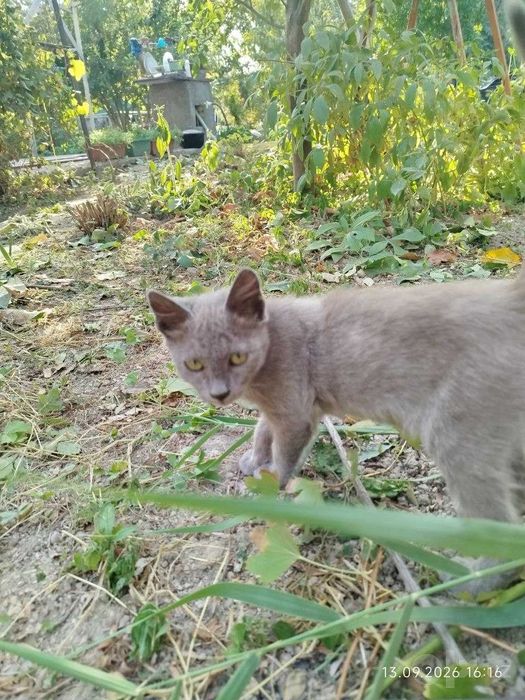 Последний шанс котятам обрести дом и семью