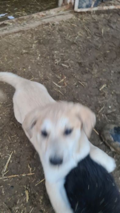 Күшік сатылады тазы