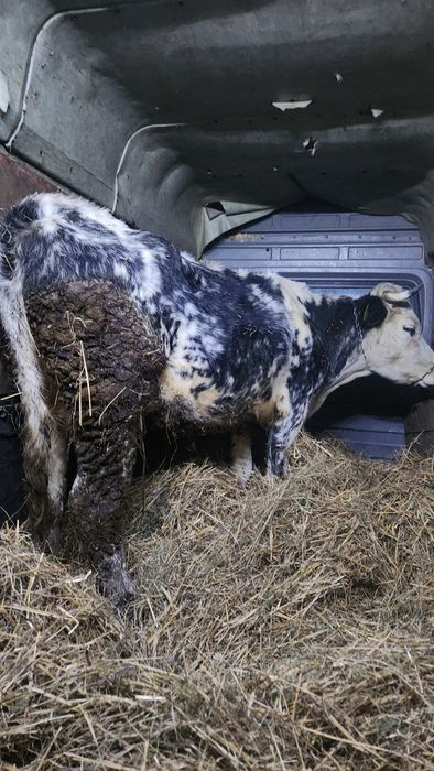 Vând vaca de abator