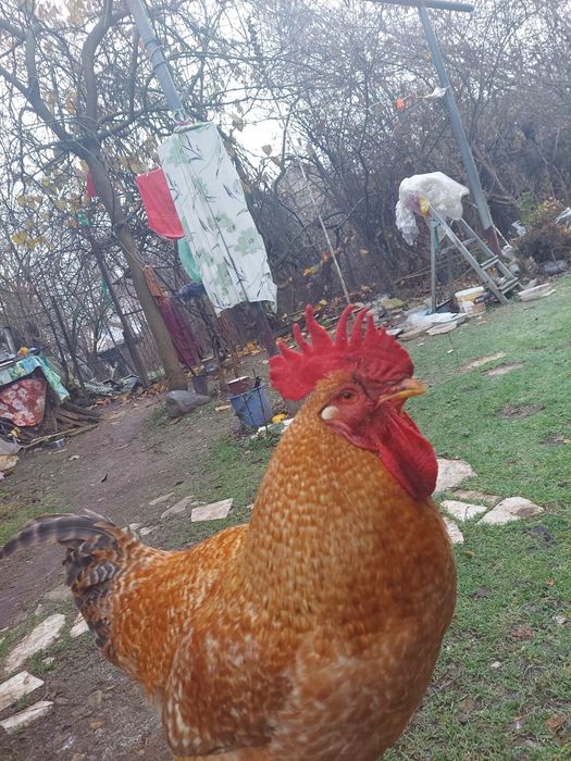 Dau  cocos tanar din imagine  la  schimb cu gaina, cocos rasa kabir